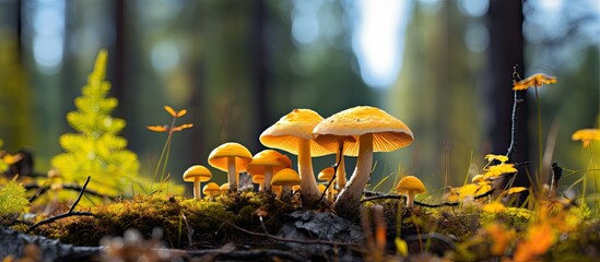 In the heart of the forest, a skilled photographer captured a stunning image of the vibrant yellow Suillus Grevillei mushroom, standing out among the other mushrooms in its colored glory, perfectly