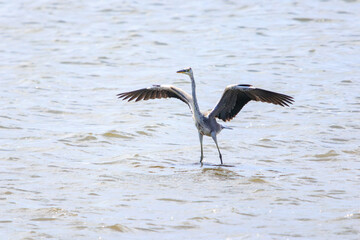 飛翔する美しいアオサギ（サギ科）。

日本国東京都江戸川区、葛西臨海公園にて。
2023年8月14日撮影。

Beautiful Grey Heron (Egret family) in flight.

At Kasairinkai park, Edogawa-ku, Tokyo, Japan,
photo by August 14, 2023.
