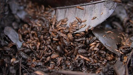 video clip of numerous live decomposing maggots feeding on leaves in a decomposer container