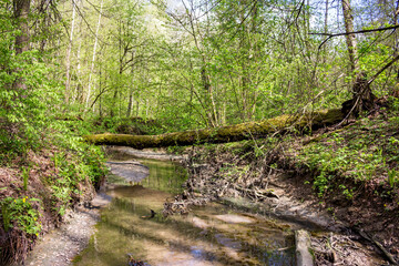 Stream bed with weak flow in green forest