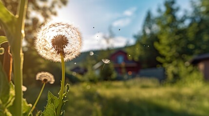 Dandelion on the background of the village in the summer