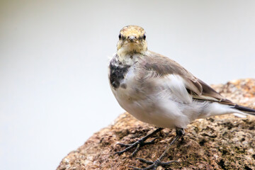 可愛いハクセキレイ（セキレイ科）の幼鳥。

日本国東京都江戸川区、葛西臨海公園にて。
2023年8月14日撮影。

A Lovely Japanese Pied Wagtail (family of wagtails) juvenile.

At Kasairinkai park, Edogawa-ku, Tokyo, Japan,
photo by August 14, 2023.
