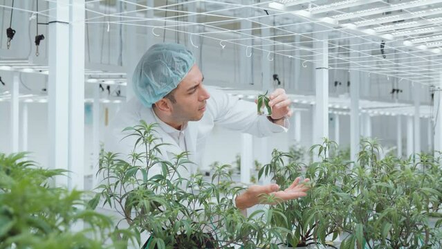 STEM leaf herb crop DNA genetic class college study in smart farm plant beaker test weed leaves course. Hemp modern field grow indoor in organic botany herbal health job career biology quality control