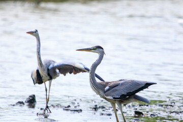 喧嘩する美しいアオサギ（サギ科）。

日本国東京都江戸川区、葛西臨海公園にて。
2023年8月14日撮影。

Beautiful Grey Heron (Egret family) in fighting.

At Kasairinkai park, Edogawa-ku, Tokyo, Japan,
photo by August 14, 2023.
