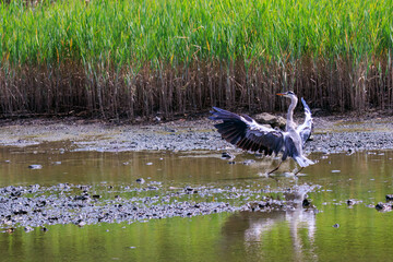 飛翔する美しいアオサギ（サギ科）。

日本国東京都江戸川区、葛西臨海公園にて。
2023年8月14日撮影。

Beautiful Grey Heron (Egret family) in flight.

At Kasairinkai park, Edogawa-ku, Tokyo, Japan,
photo by August 14, 2023.
