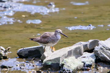 餌を探す可愛いキアシシギ（シギ科）のペア。

日本国東京都江戸川区、葛西臨海公園にて。
2023年8月14日撮影。

Lovely Grey-tailed Tattler (family comprising snipes) looking for food.

At Kasairinkai park, Edogawa-ku, Tokyo, Japan,
photo by August 14, 2