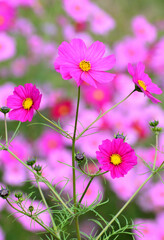 秋の野原に咲くピンクのコスモスの花