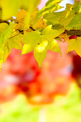 紅葉した楓、メープル