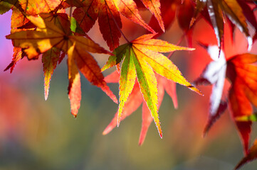赤、朱、黄に色づいた鮮やかな紅葉
タイトル変更