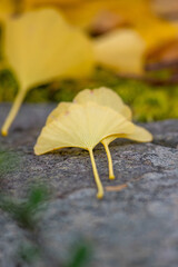 黄色く色づいたイチョウの葉の落葉、クロースアップ