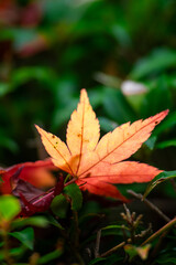 色とりどりの紅葉したモミジの落葉のクロースアップ