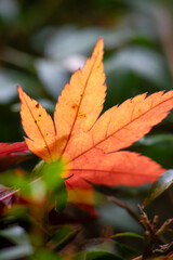 色とりどりの紅葉したモミジの落葉のクロースアップ