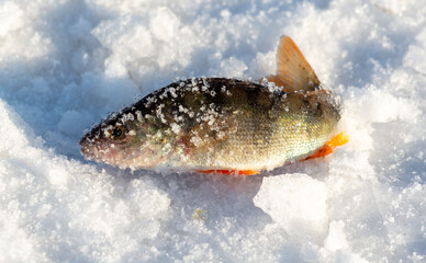 Perch fish lies on the snow in winter. Close-up