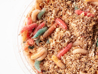 Multi-colored maggots in sawdust in a box isolated on a white background