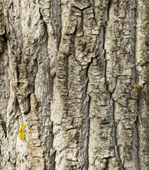 Bark on a tree as an abstract background. Texture