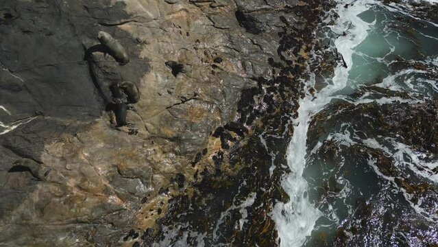 Young Cape Fur Seals hop off coastal rock into ocean for a swim, aerial view