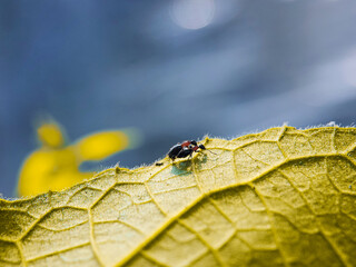 insect, nature, leaf, macro, bug, animal, spider, fly, wildlife, closeup, ant, plant, wild, insects, flower, brown, beetle, summer, close-up, animals, small, close, wing, fauna, pest, beautiful, beaut
