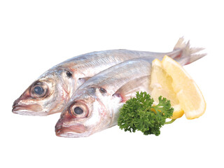 Fish jack mackerel isolated