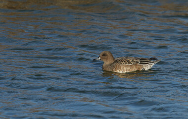 A female Wigeon, Anas penelope, swimming on a lake.