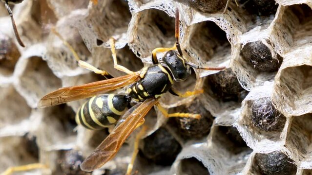 Macro shot of wild Wasp resting on Honeycomb during sunny day outdoors
