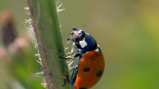 Macro close up shot of ladybug on grass stalk eating and cleaning in sunlight, slow motion