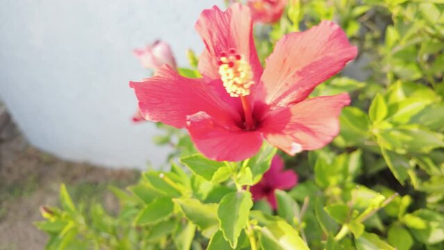 A red flower blows in slow motion in a gentle breeze.