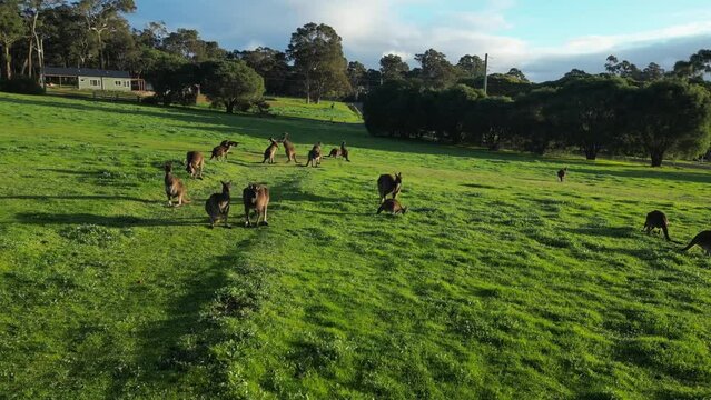 Group of Australian kangaroos grazing peacefully in meadow. Aerial drone circling