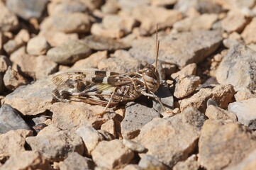 Detailed closeup on the Mediterranean Handsome grasshopper, Oedaleus decorus sitting on the ground