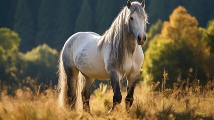 Wild horse standing in grass