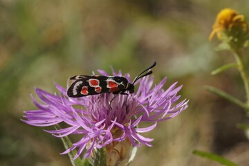 Closeup on the colorful red and blue metallic colored diurnal Provence burnet moth, Zygaena occitanica sitting on a purple Centarea flower