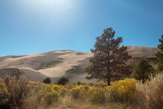 Yellow sage in front of Great Sand Dunes National Park near Crestone Colorado United States