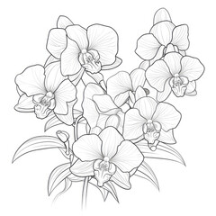 Fototapeta premium orchid flowers