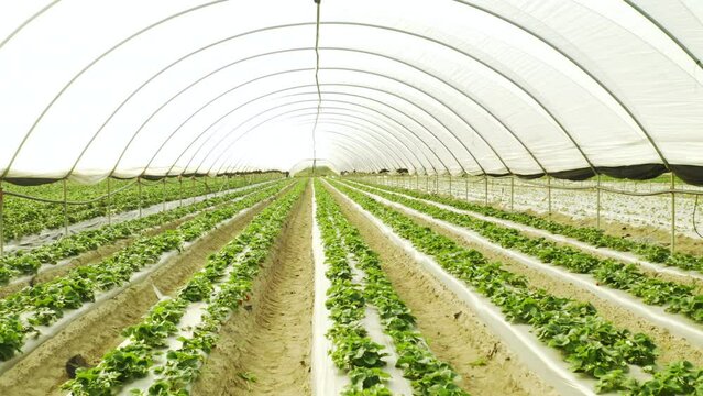 Nature, green house and agriculture environment on farm for greenery or plant growth or development. Sustainable, agro and eco friendly nursery space for natural harvest rows in countryside.