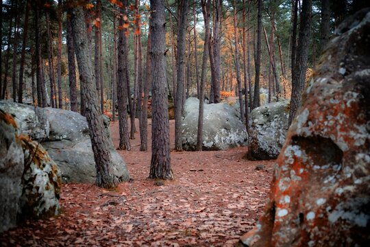 Scenic view of Trois Pignons Forest in Fontainebleau, France in autumn