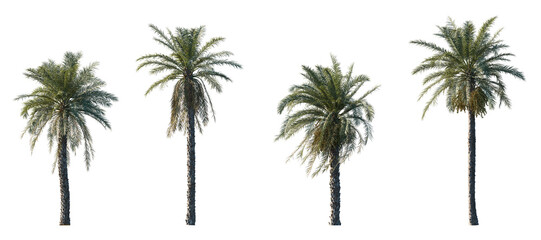 Phoenix dactylifera date palm frontal medium and small isolated png on a transparent background perfectly cutout - obrazy, fototapety, plakaty