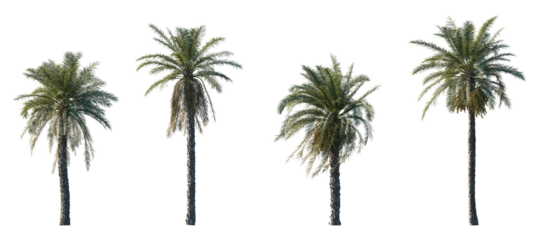 Phoenix dactylifera date palm frontal medium and small isolated png on a transparent background premium cutout