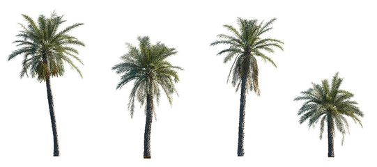 Phoenix dactylifera date palm frontal medium and small isolated png on a transparent background...