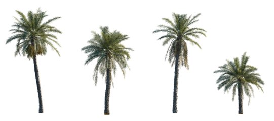 Phoenix dactylifera date palm frontal medium and small isolated png on a transparent background premium cutout