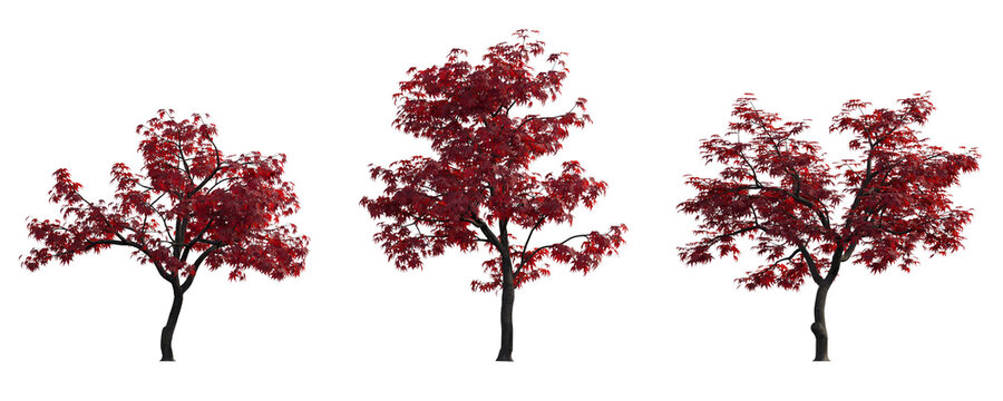 Acer Palmatum Japanese maple Cultivars palmate decompositum formosum ornatum pinnatifidum isolated png on a transparent background premium cutout overcast cloudy light