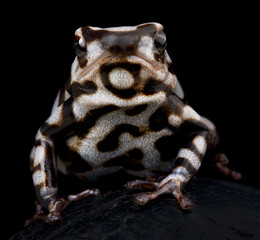 White dart frog (Dendrobates auratus) "Pena Blanca"