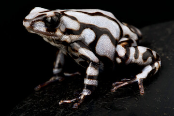 Black and white dart frog (Dendrobates auratus) "Pena Blanca"