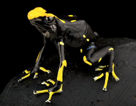 Dyeing poison dart frog (Dendrobates tinctorius) " Oelemari"