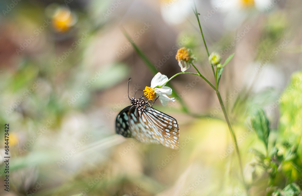 Canvas Prints butterfly on a flower in the meadow at sunny day