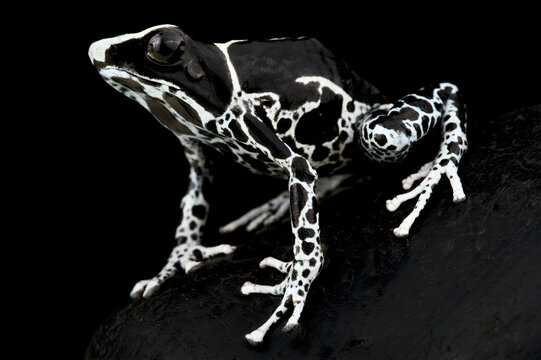 Dyeing poison dart frog (Dendrobates tinctorius) "Awarape"