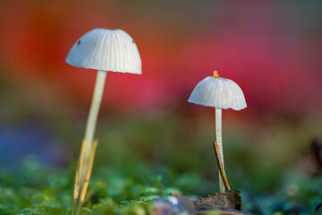 Selective focus on the foreground. Shallow depth of field and out of focus background. Psilocybin mushrooms grow in the forest.