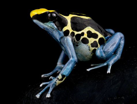 Dyeing poison dart frog (Dendrobates tinctorius) "Patricia"
