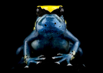 Dyeing poison dart frog (Dendrobates tinctorius) "Patricia", Suriname