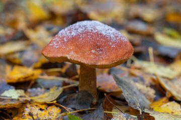 An edible mushroom, covered with the first snow, grows in the forest.