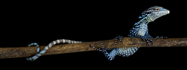 Obraz premium Blue tree monitor (Varanus macraei), Batanta island