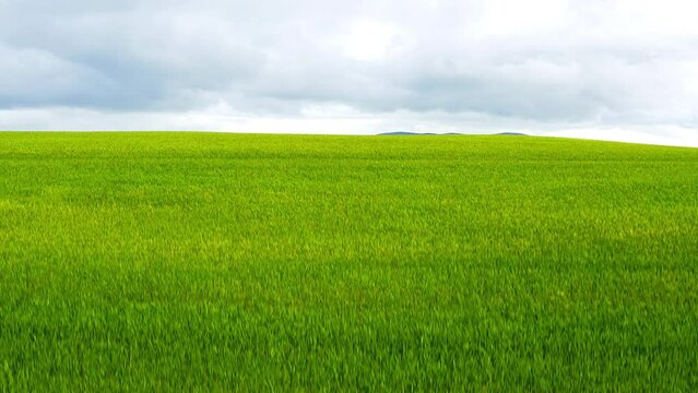 Drone, nature and a farm in summer with grass on a green field for natural growth or sustainability. Sky, earth and a landscape environment outdoor for agriculture, freedom or net zero ecology